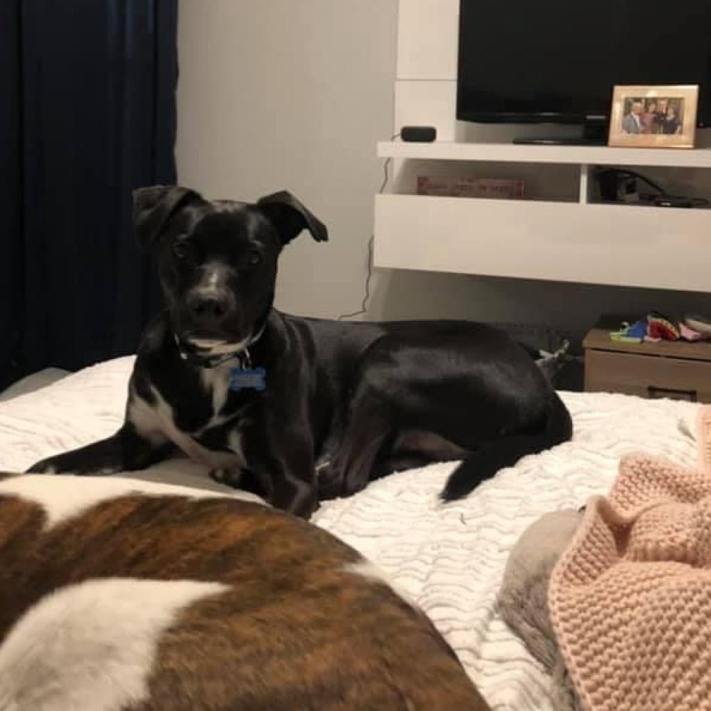 Enlarge Bullwinkle Londo, a Adoptable Labrador Retriever in Allen, TX image 2/6