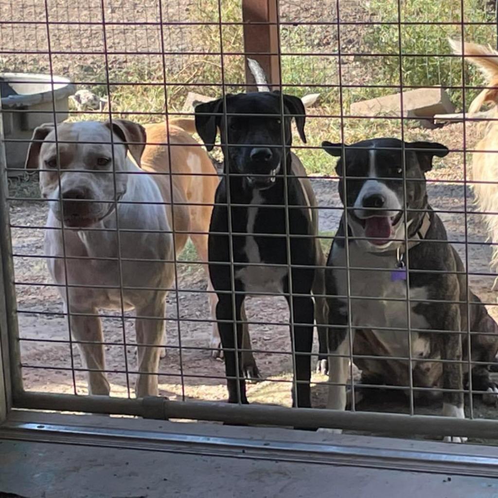 Bullwinkle Londo — thumbnail 3