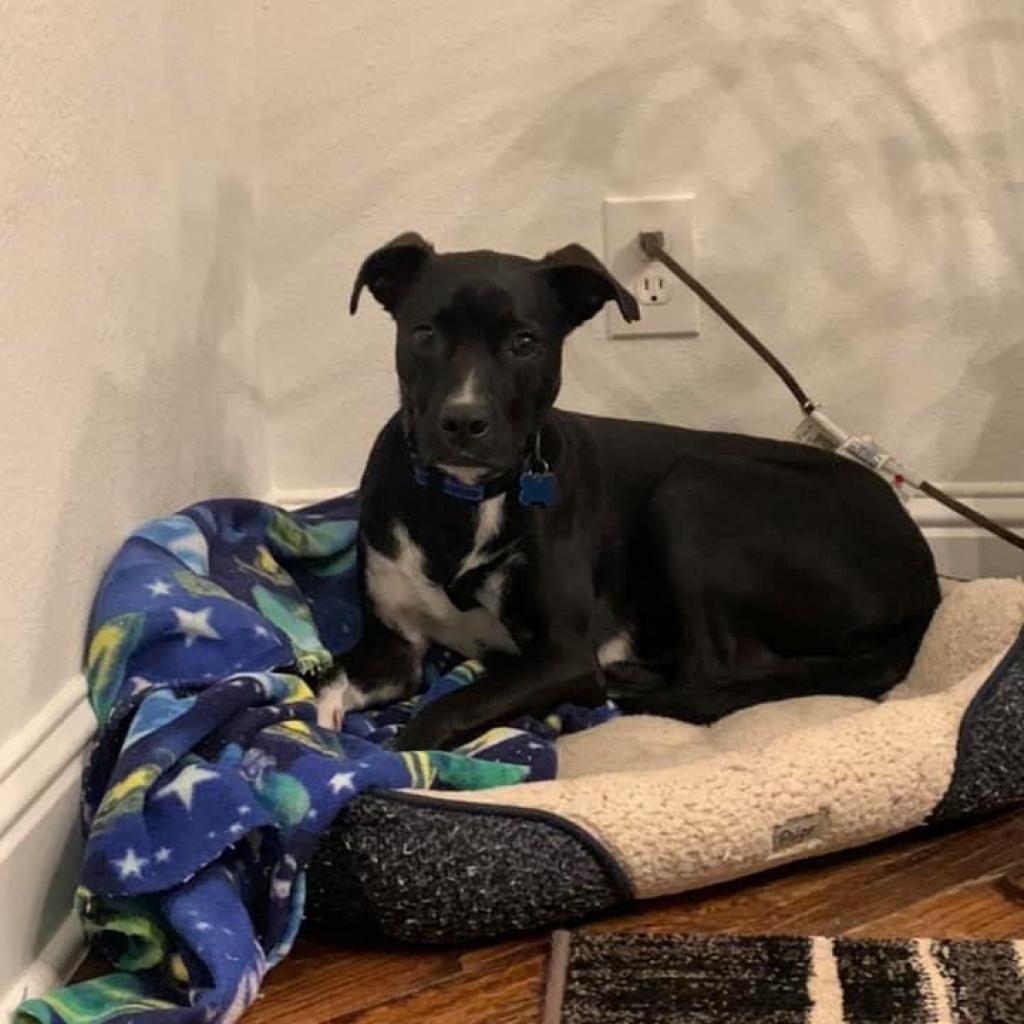 Bullwinkle Londo — thumbnail 4