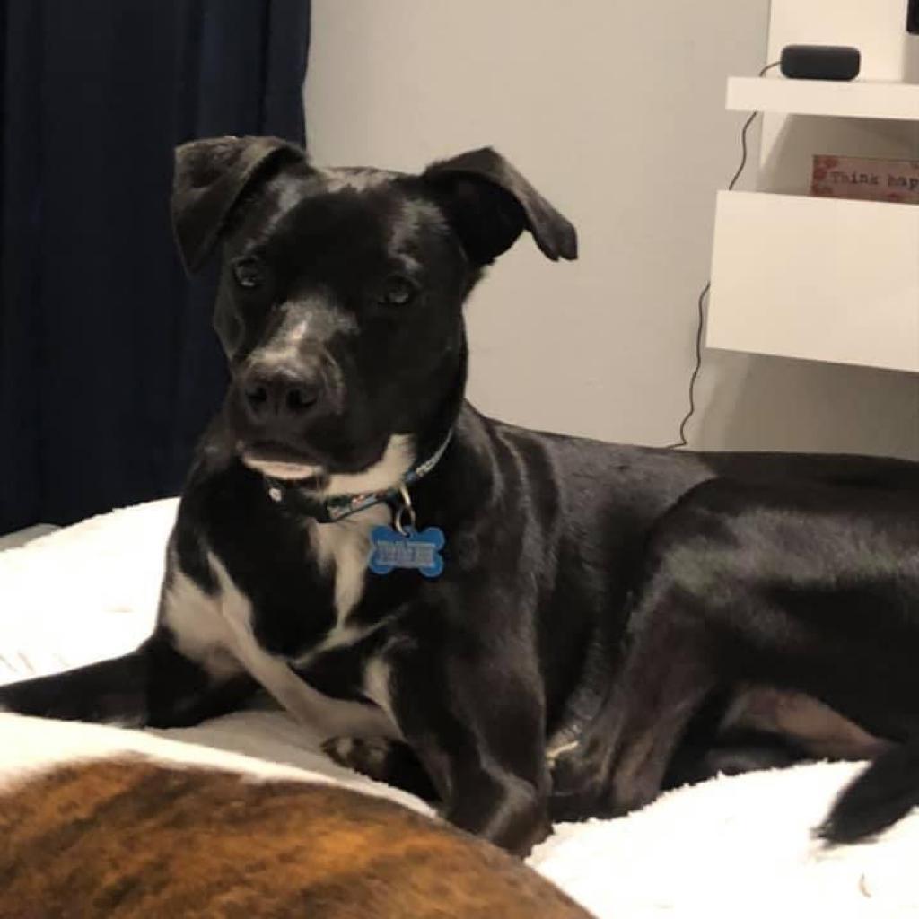 Enlarge Bullwinkle Londo, a Adoptable Labrador Retriever in Allen, TX image 5/6
