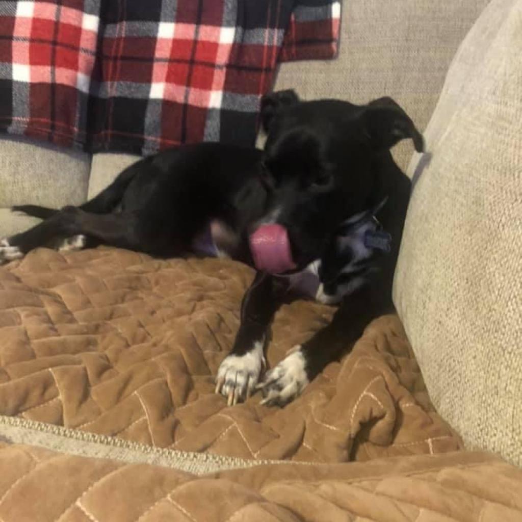 Enlarge Bullwinkle Londo, a Adoptable Labrador Retriever in Allen, TX image 6/6