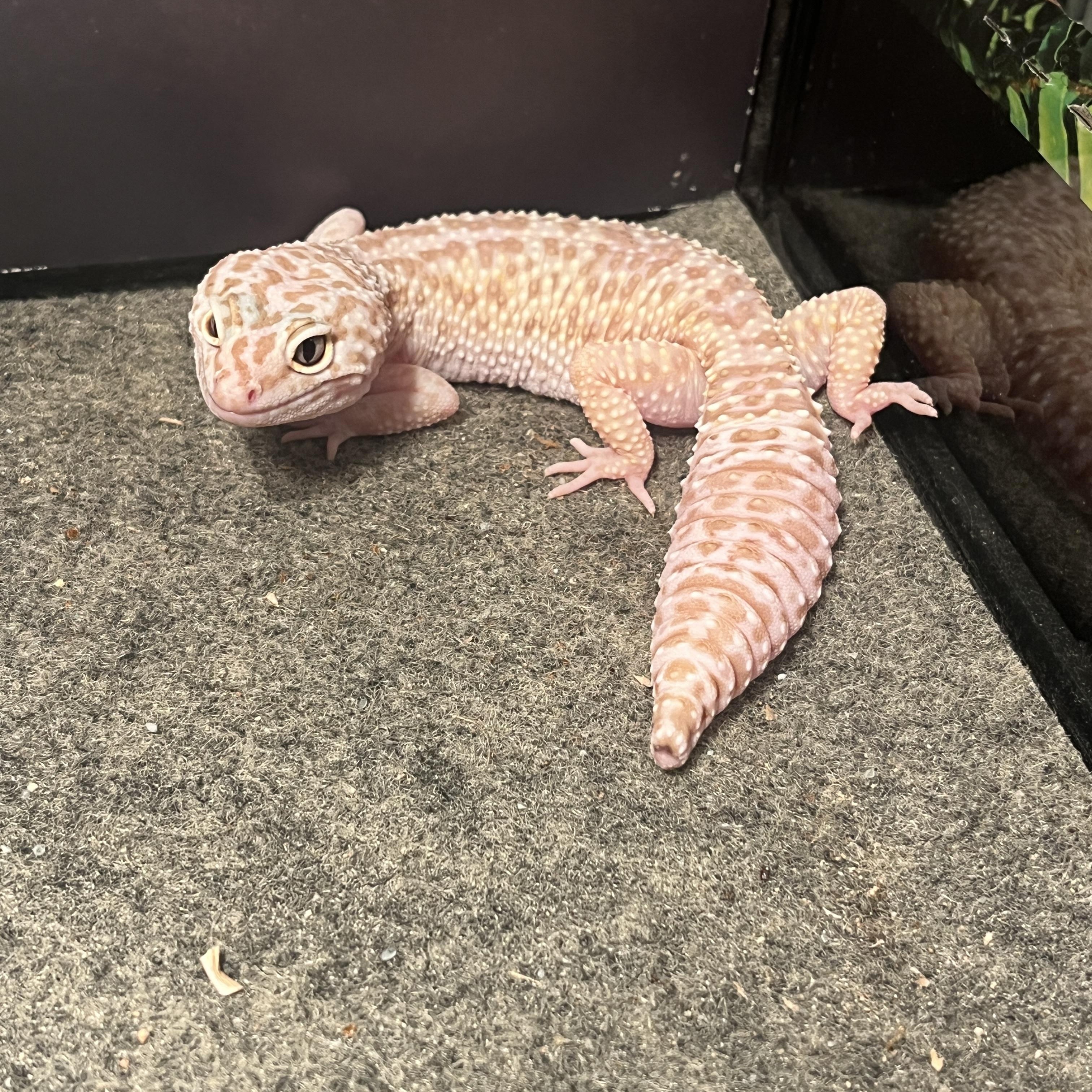 Gecko 4, Young Unknown unknown