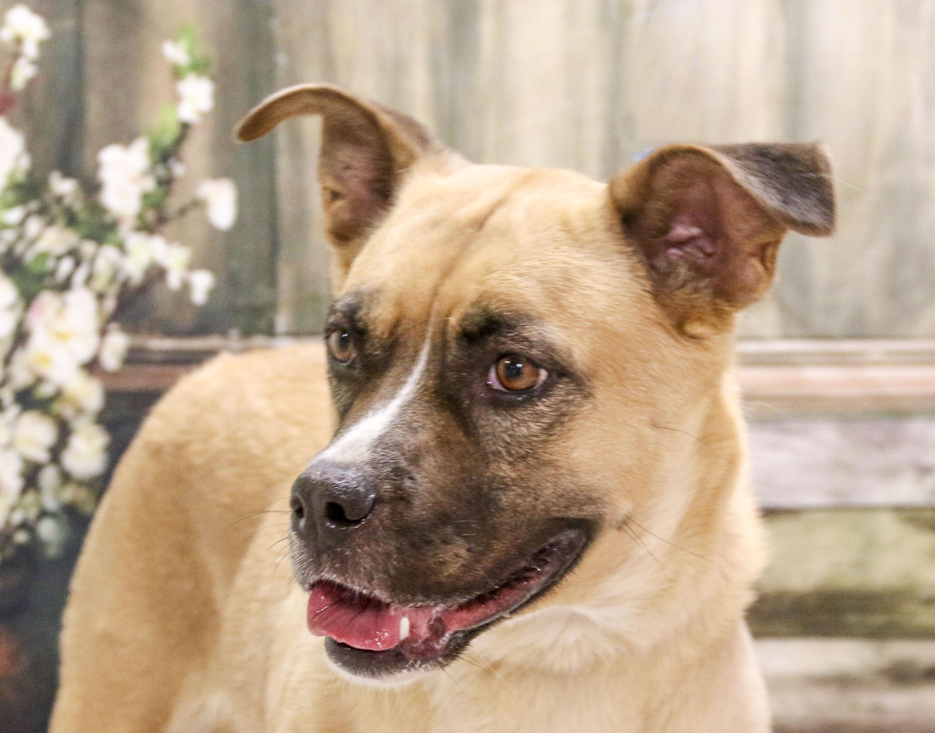 Ellie, a Adoptable mixed breed in Casa Grande, AZ image 4/6