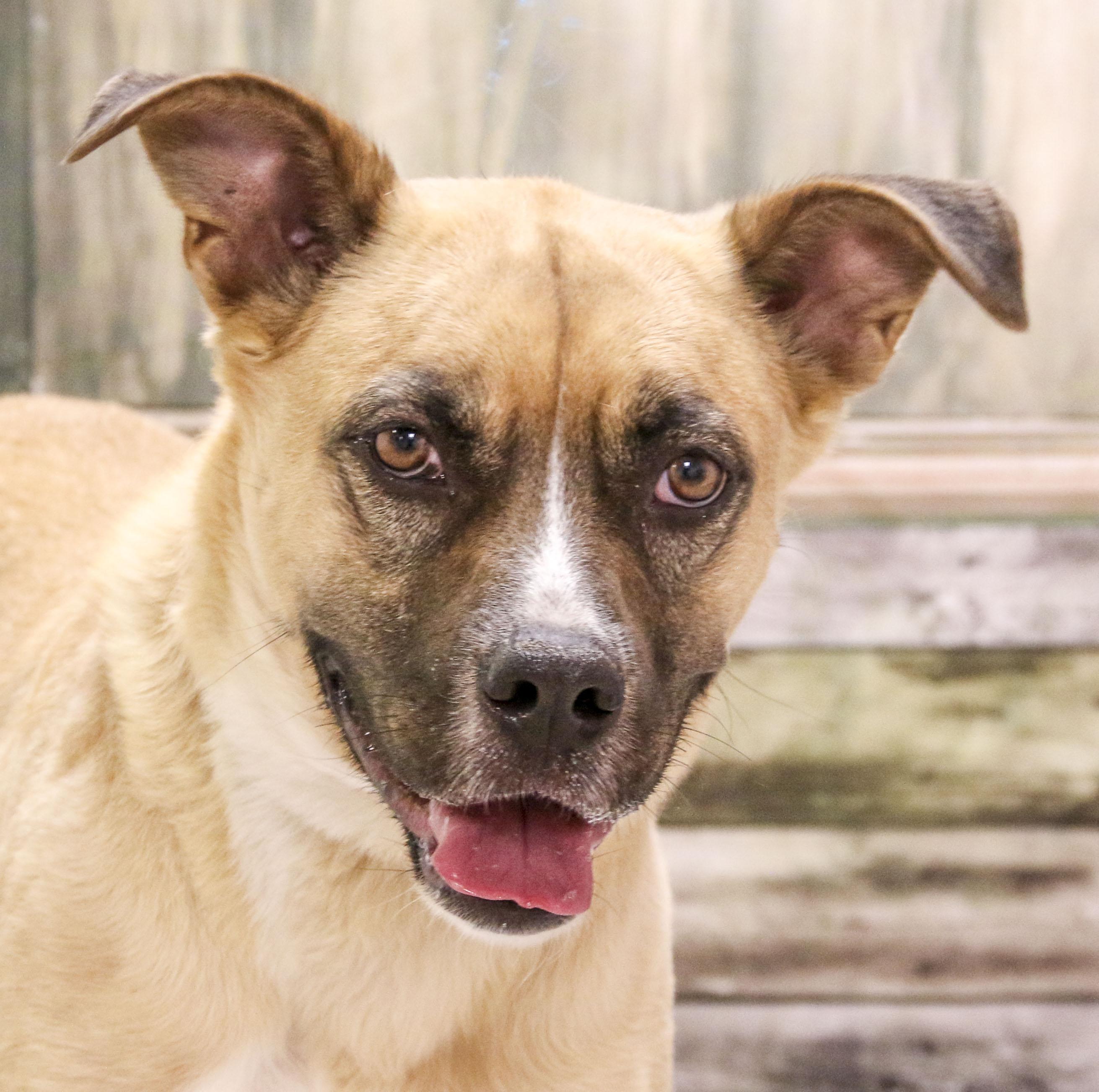 Ellie, a Adoptable mixed breed in Casa Grande, AZ image 2/6