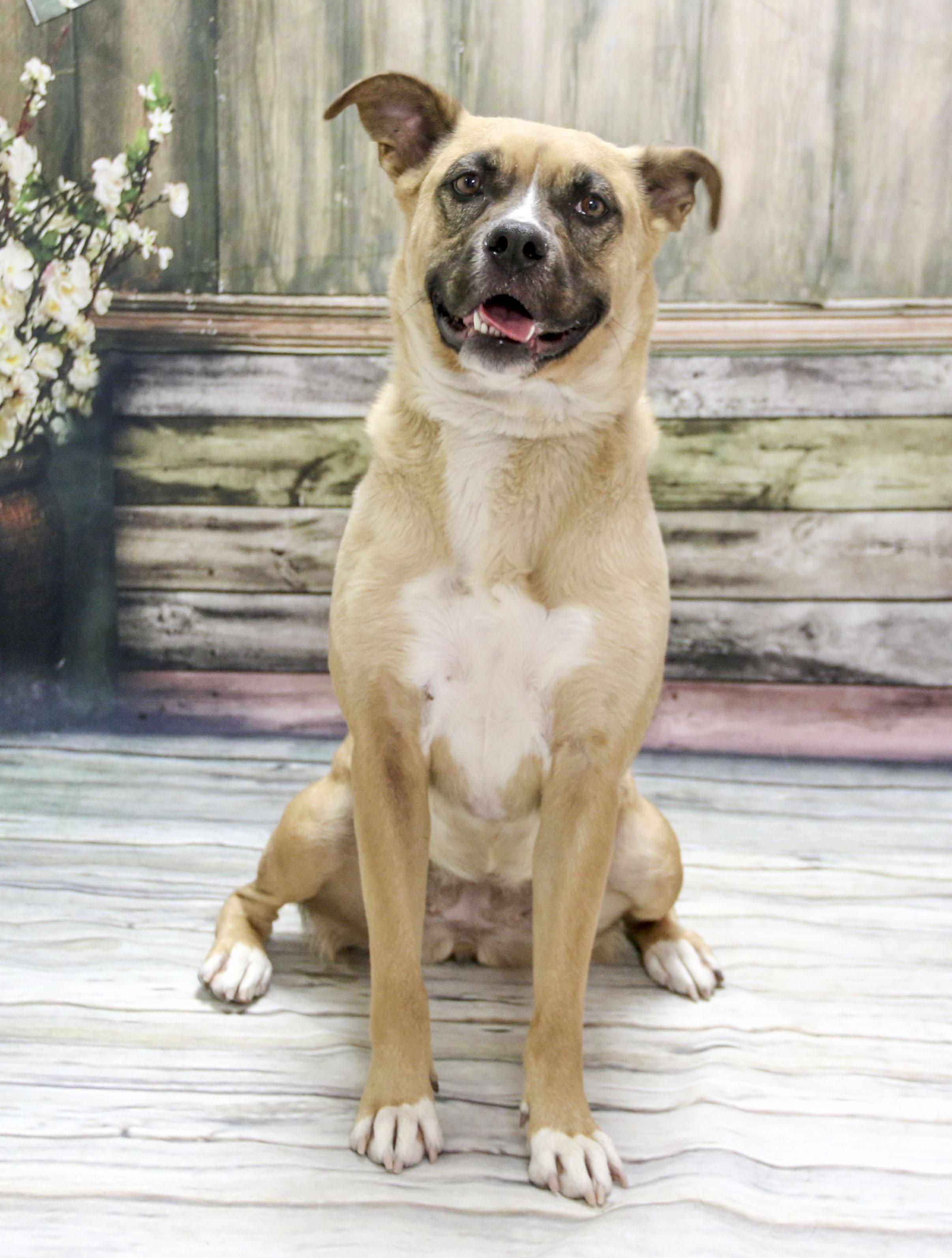 Ellie, a Adoptable mixed breed in Casa Grande, AZ image 5/6