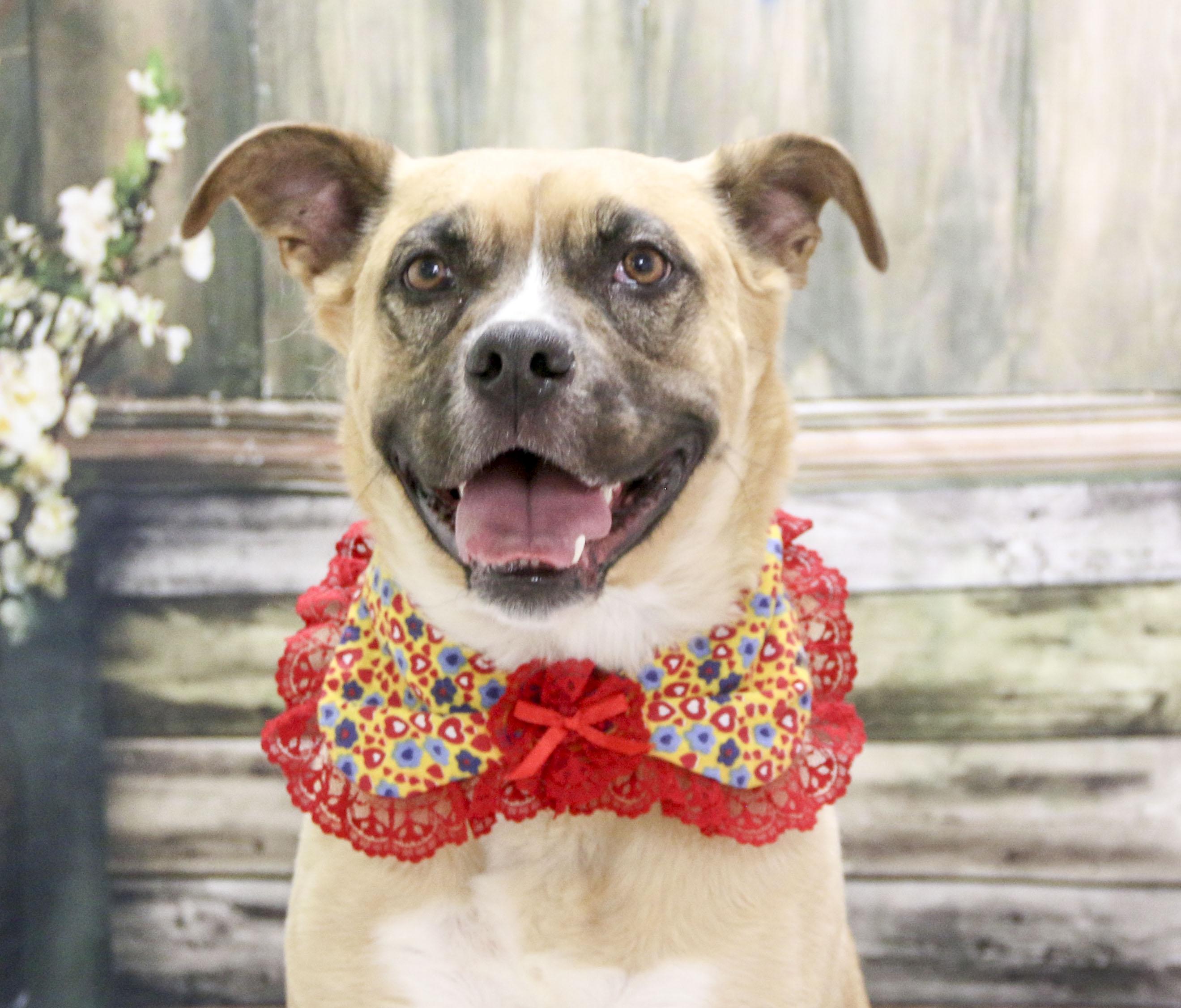 Ellie, a Adoptable mixed breed in Casa Grande, AZ image 3/6