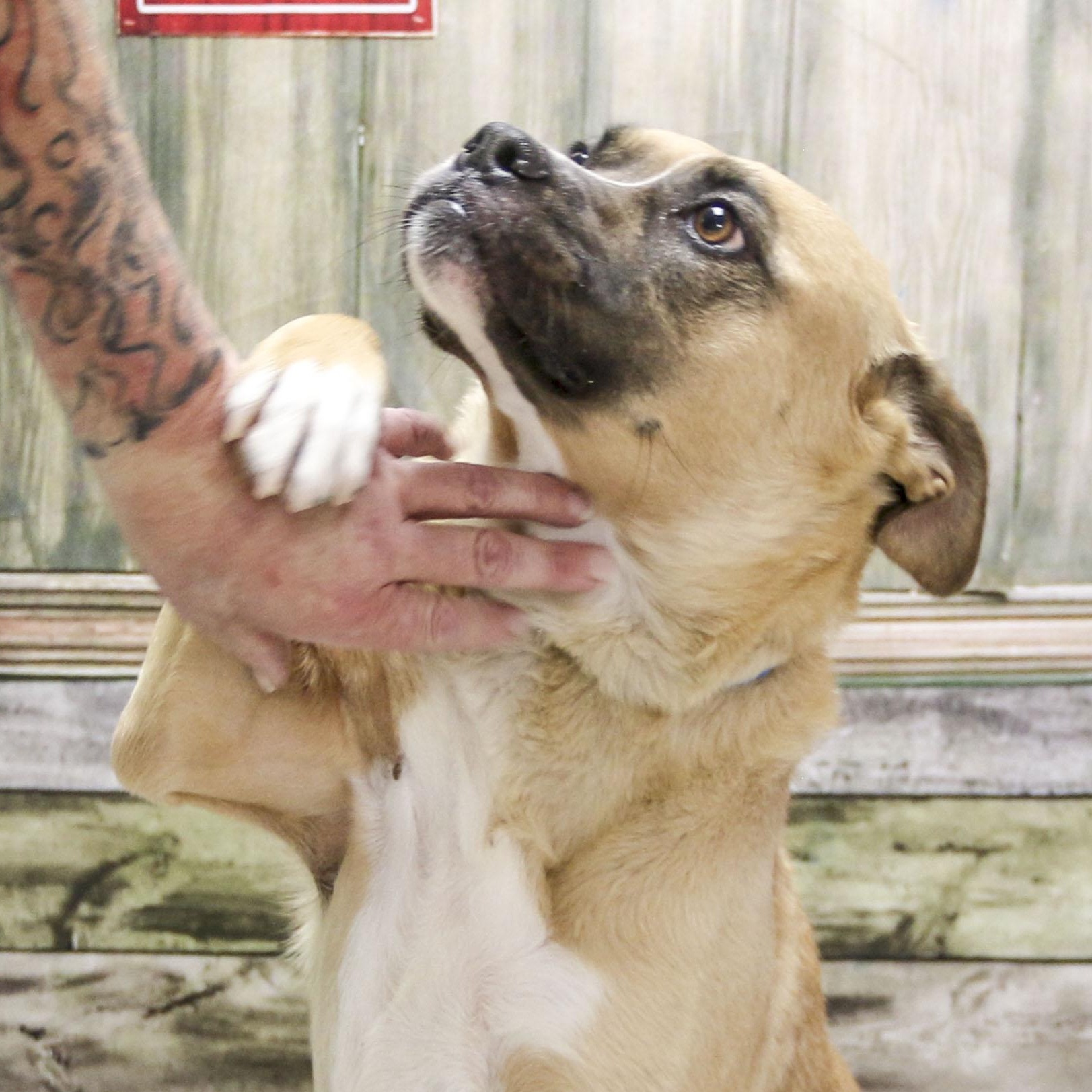 Ellie, a Adoptable mixed breed in Casa Grande, AZ image 1/6