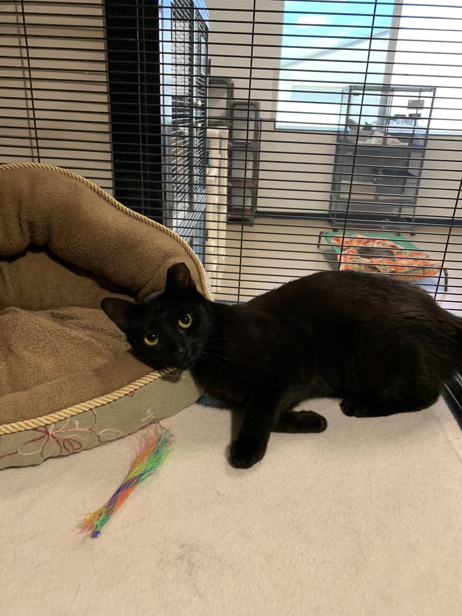 Enlarge Mavis, a Adoptable Domestic Short Hair in Sanford, FL image 1/3