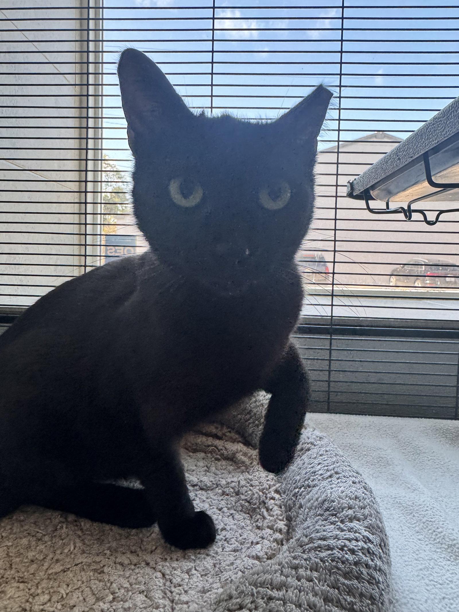 Enlarge Mavis, a Adoptable Domestic Short Hair in Sanford, FL image 2/3