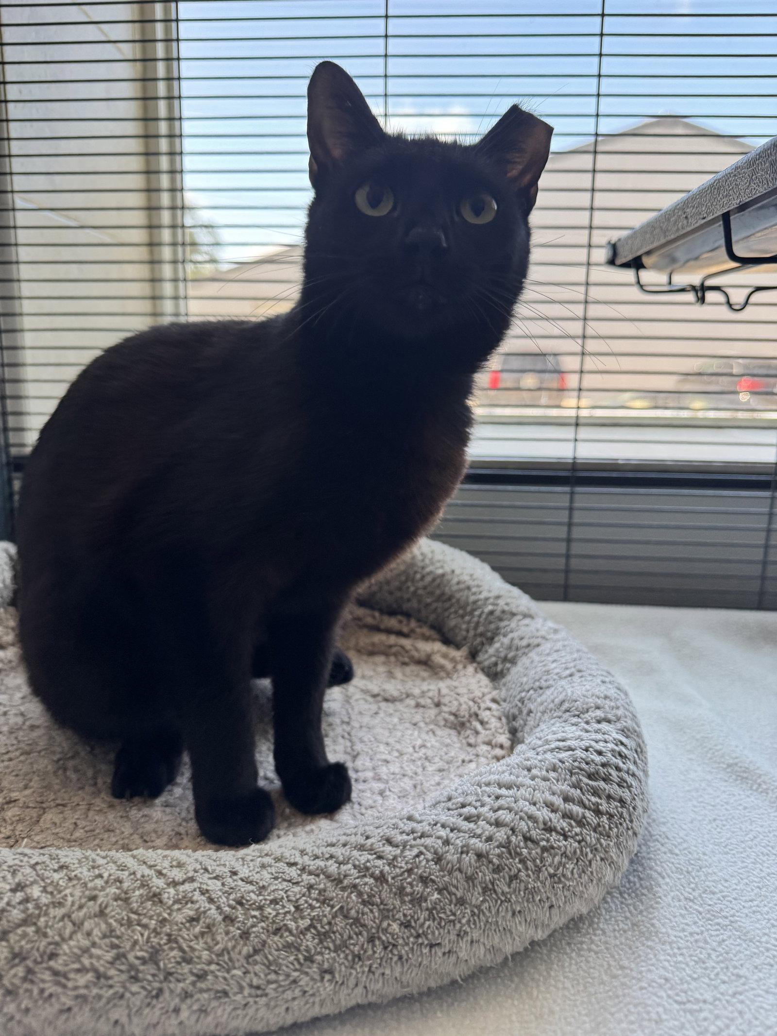Enlarge Mavis, a Adoptable Domestic Short Hair in Sanford, FL image 3/3