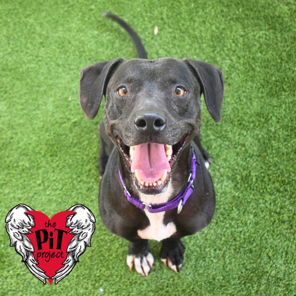 Dinah, Adoptable, Young Female Pit Bull Terrier.