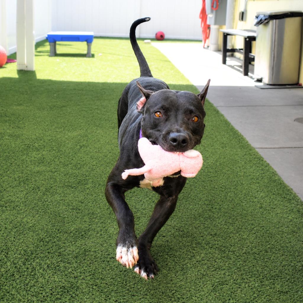 Dinah, a Adoptable Pit Bull Terrier in Saint Petersburg, FL image 2/3