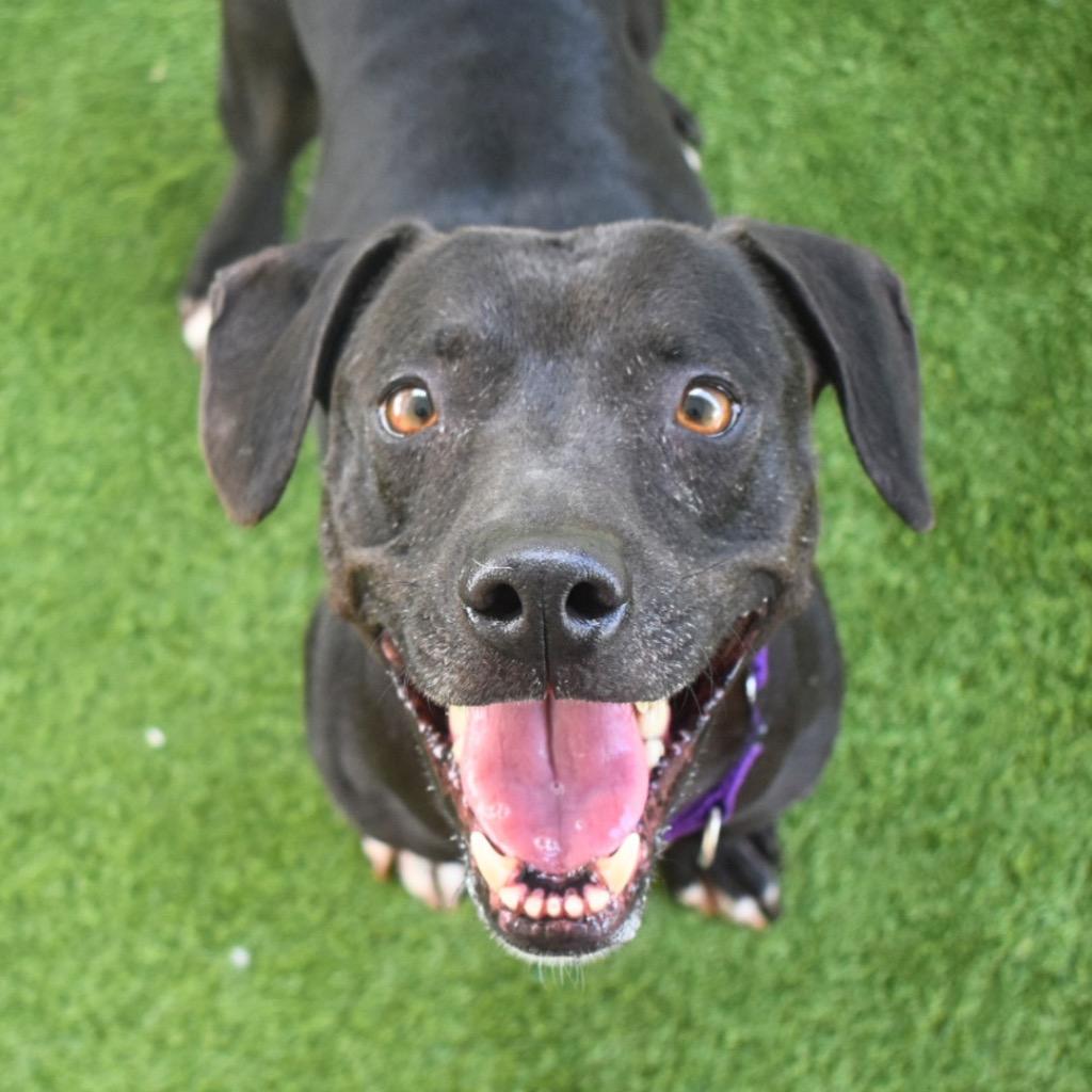 Dinah, a Adoptable Pit Bull Terrier in Saint Petersburg, FL image 3/3