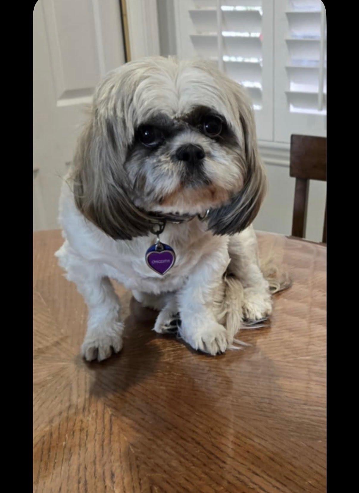 Enlarge Female shitzu , an adopted Shih Tzu in Tustin, CA image 3/3