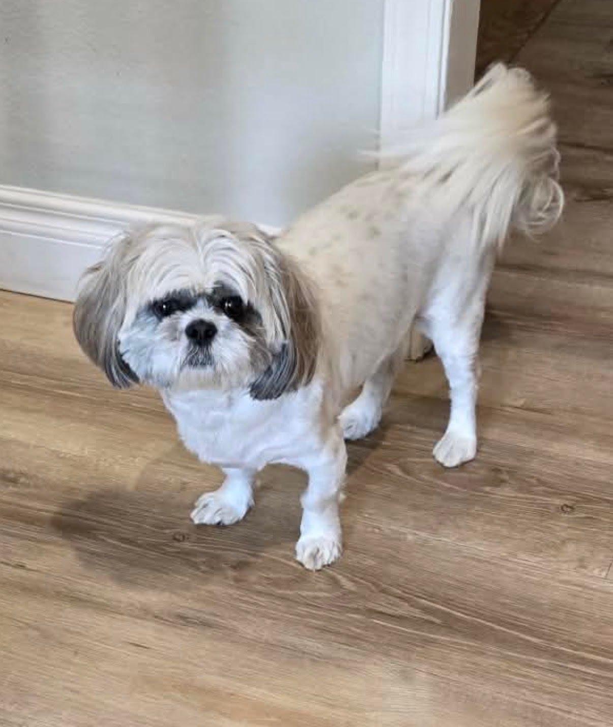 Enlarge Female shitzu , an adopted Shih Tzu in Tustin, CA image 1/3