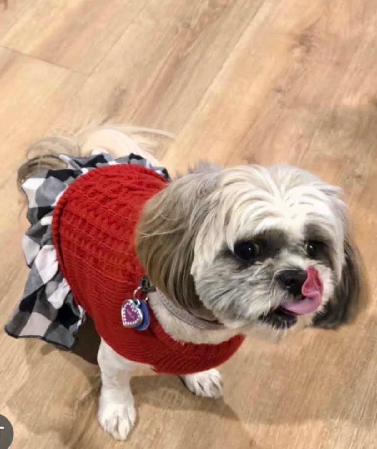 Enlarge Female shitzu , an adopted Shih Tzu in Tustin, CA image 2/3
