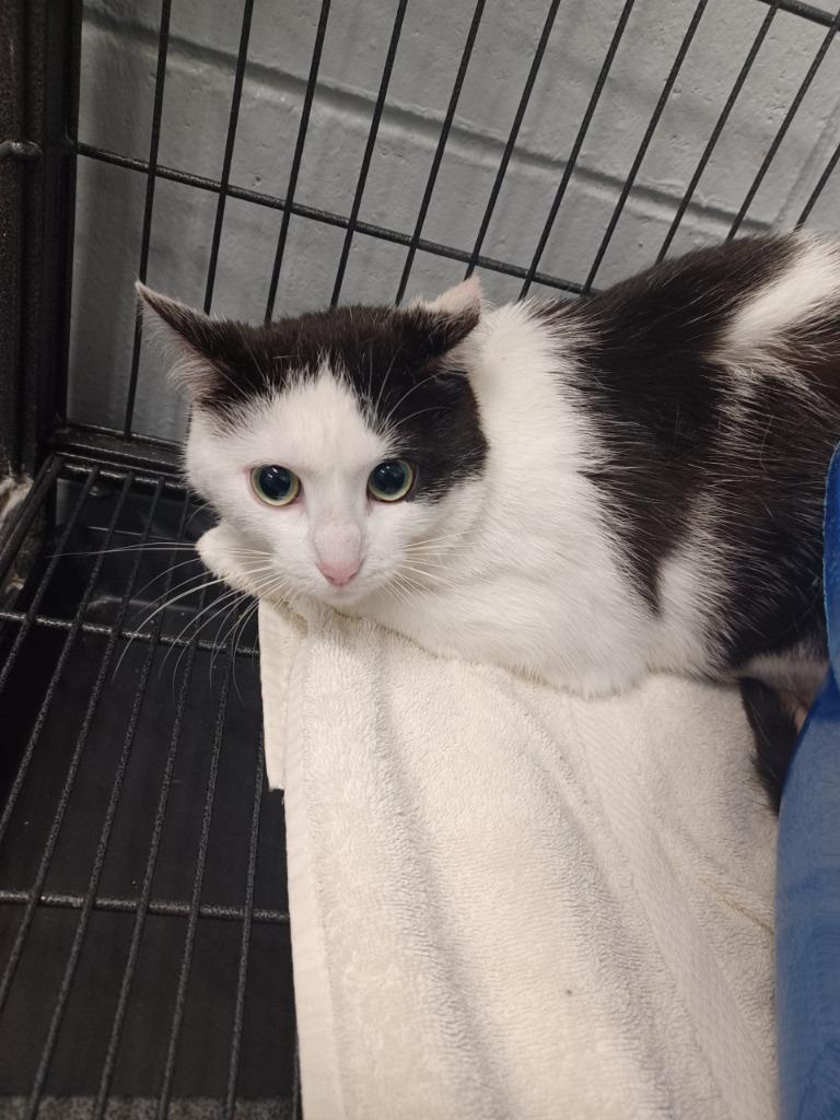 Enlarge Tajin, a Adoptable mixed breed in Muskegon, MI image 2/3