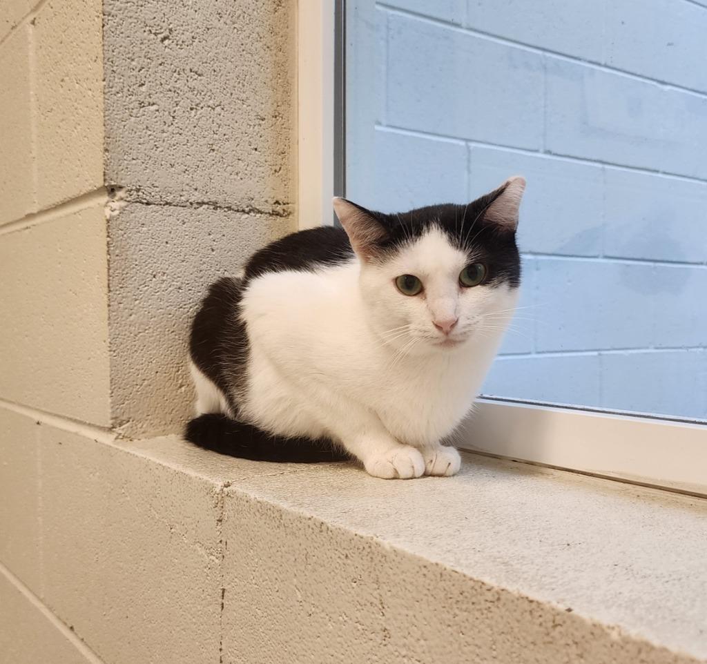 Enlarge Tajin, a Adoptable mixed breed in Muskegon, MI image 2/3