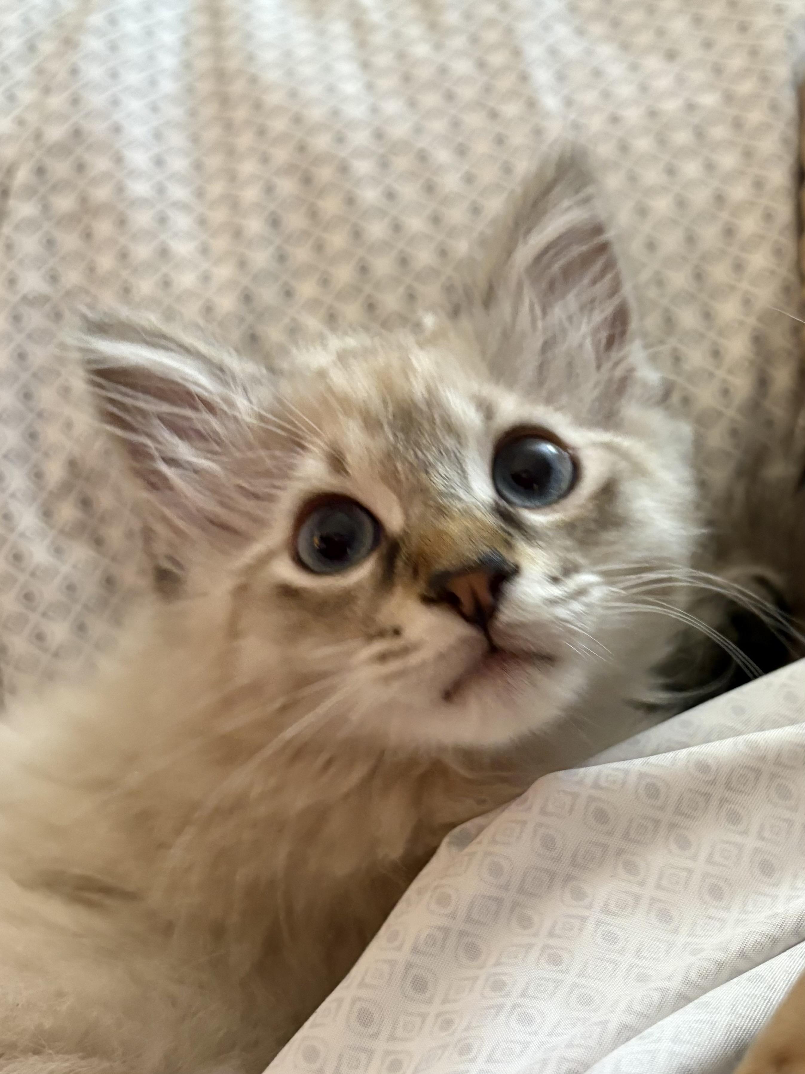 Winston, Baby Male Domestic Short Hair