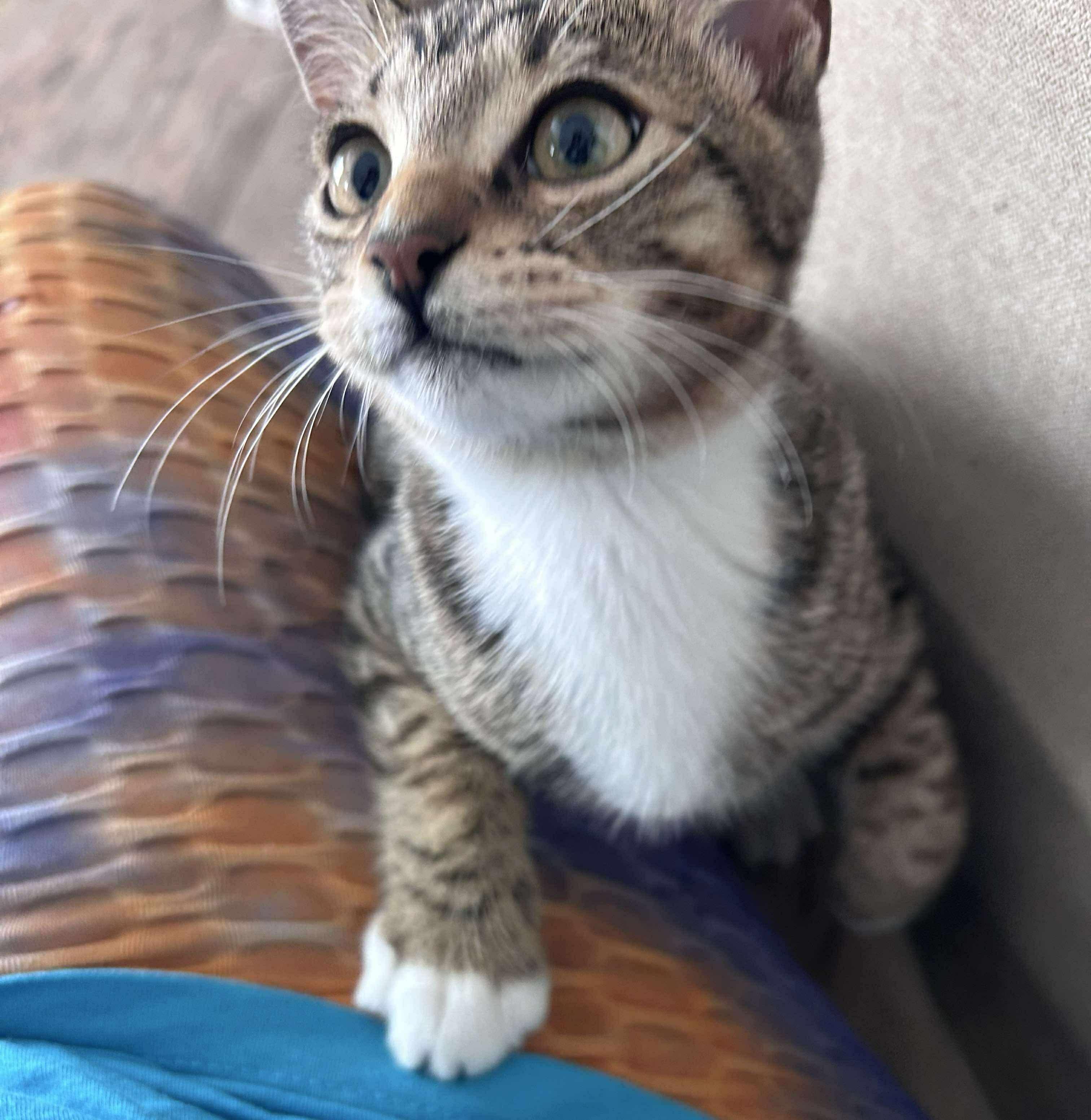 Brady, Adoptable, Kitten Male Tabby & Domestic Short Hair.