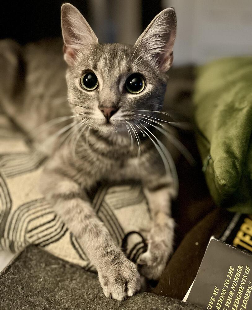 mouse, a Adoptable mixed breed in Greensboro, NC image 2/3