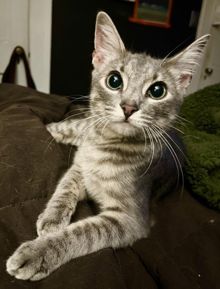 mouse, a Adoptable mixed breed in Greensboro, NC image 3/3
