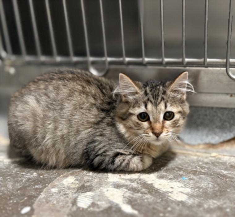 HERMIT, Adoptable, Kitten Female Domestic Short Hair.