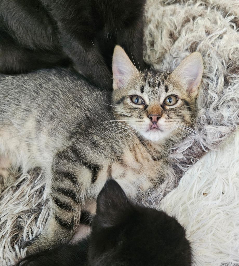 Fisken, Adoptable, Kitten Male Domestic Short Hair.