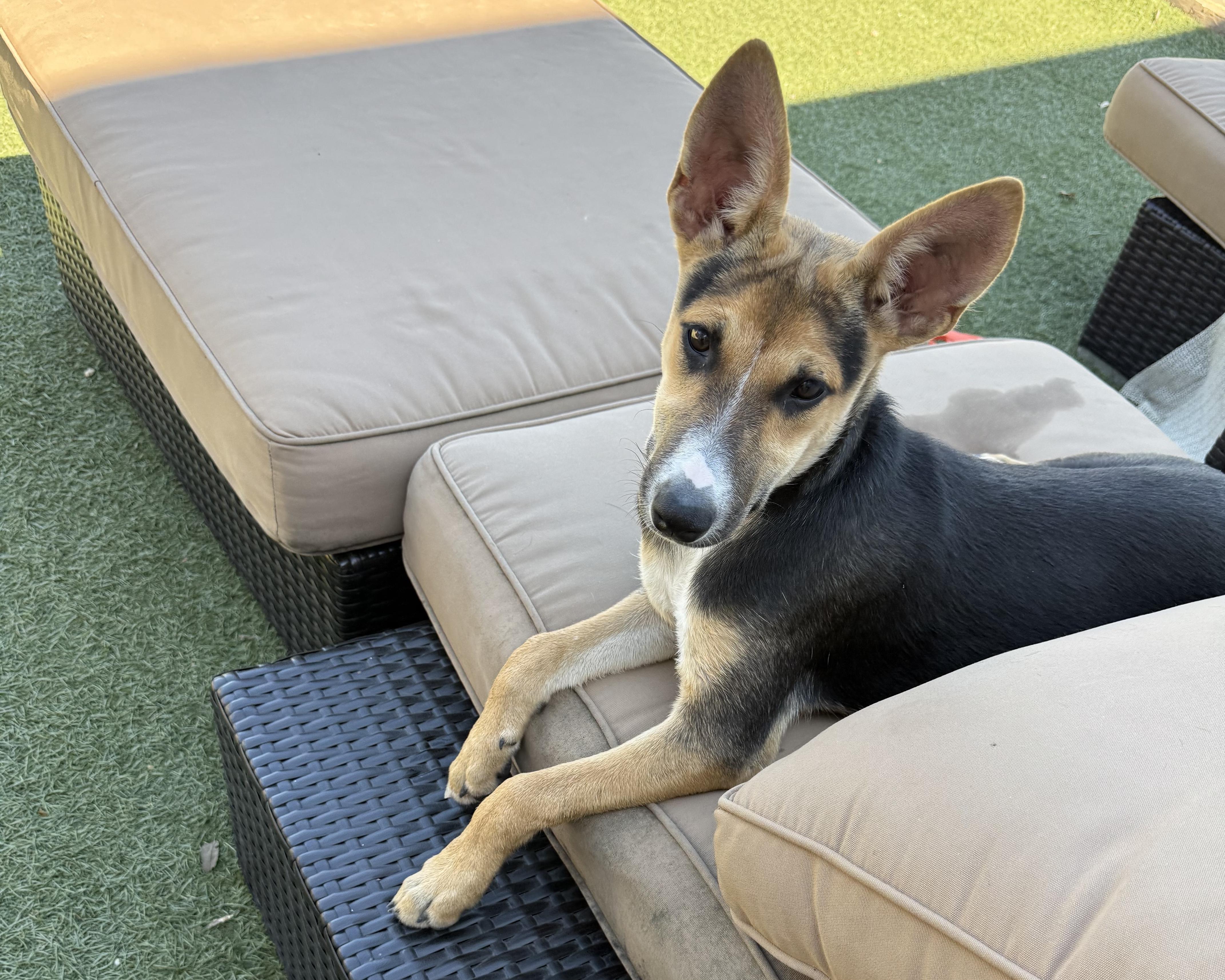 Tanner, a Adoptable mixed breed in San Antonio, TX image 2/5