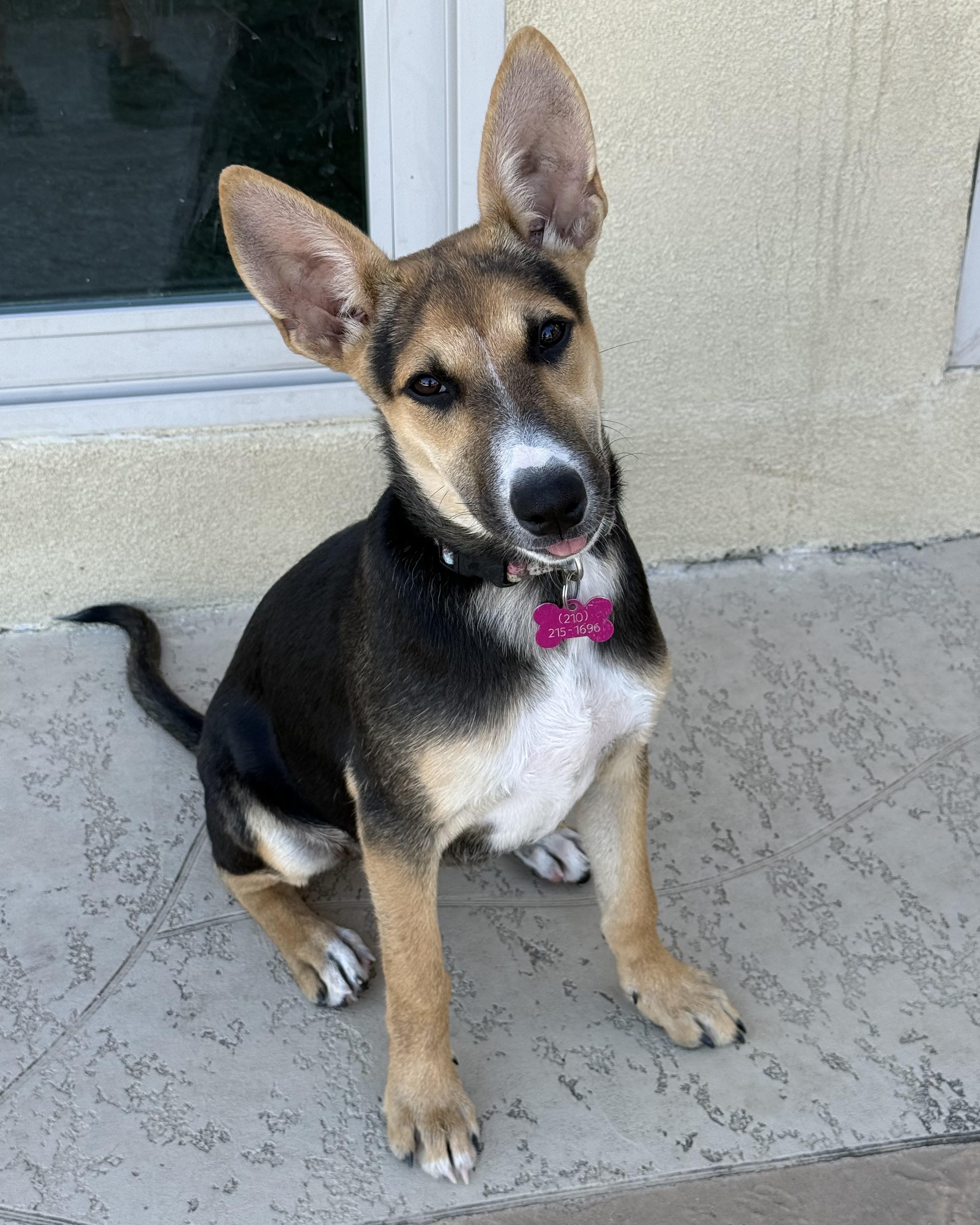 Tanner, a Adoptable mixed breed in San Antonio, TX image 1/5