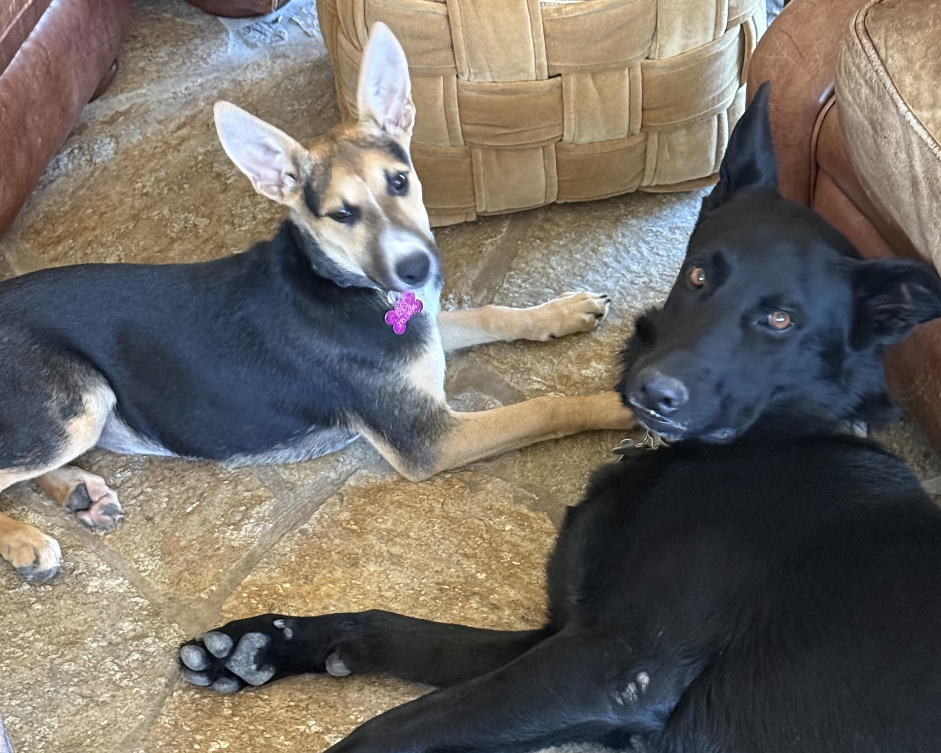 Tanner, a Adoptable mixed breed in San Antonio, TX image 4/5