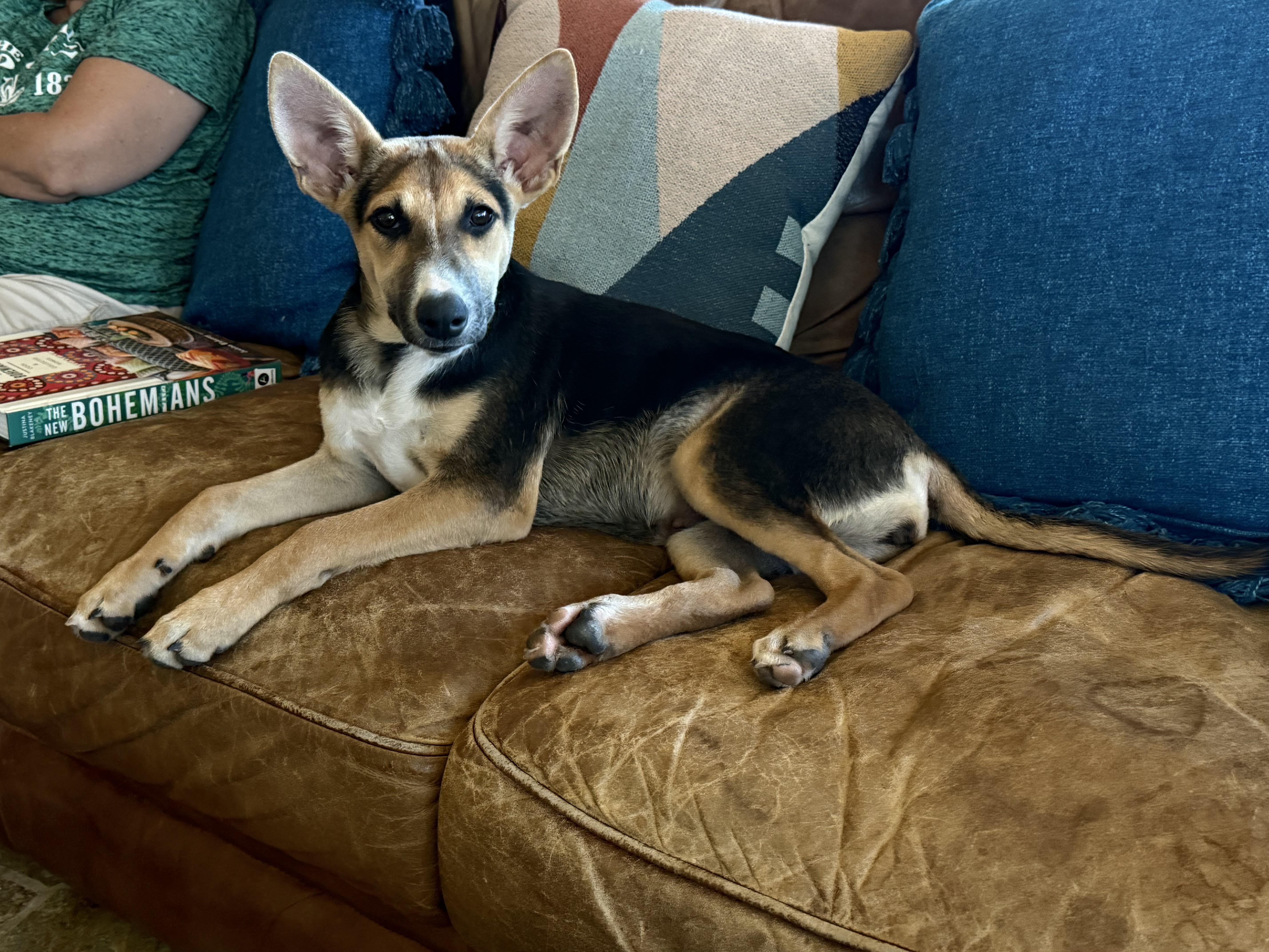 Tanner, a Adoptable mixed breed in San Antonio, TX image 3/5