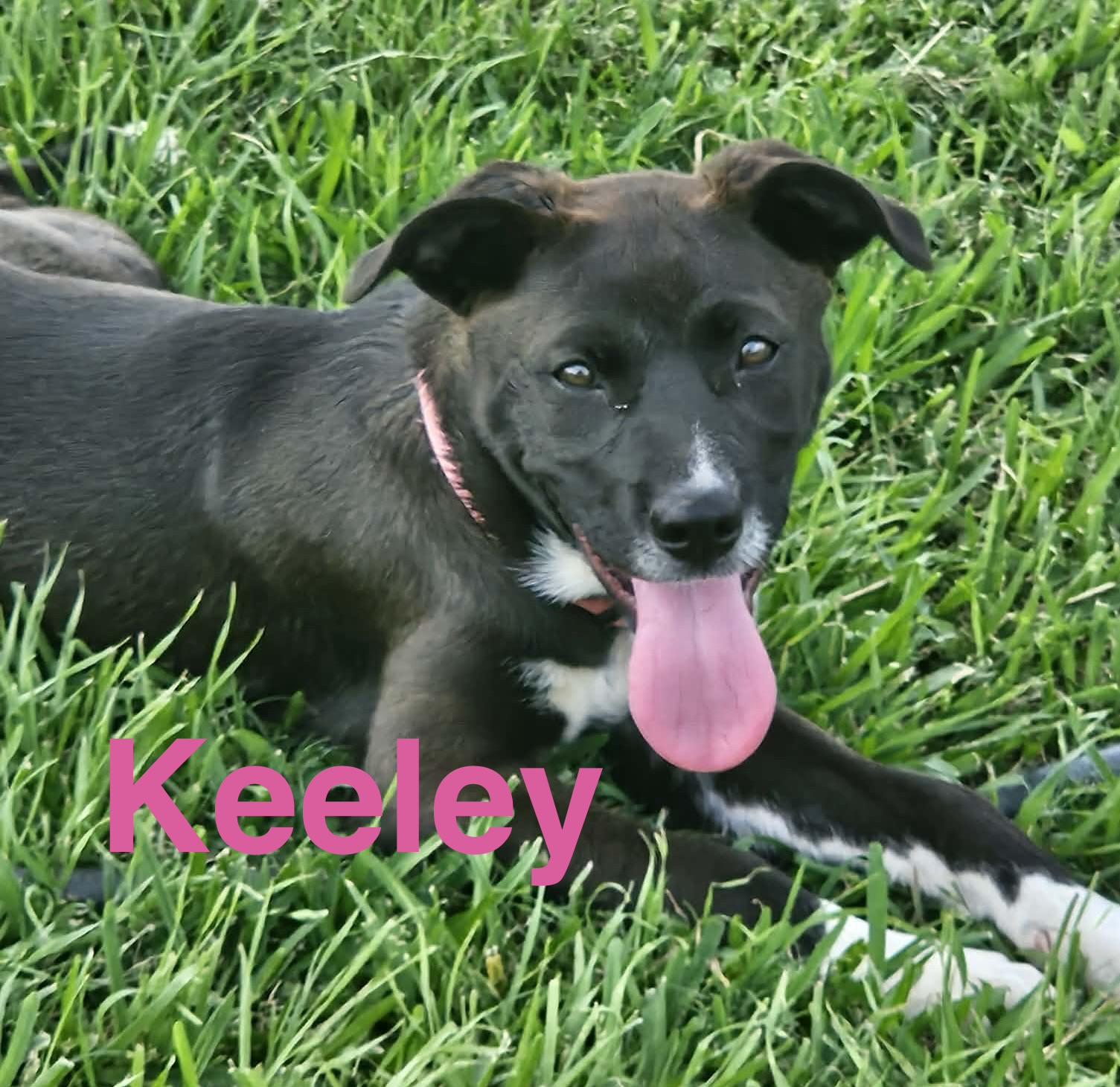 Keeley, a Adoptable Border Collie in Cincinnati , OH image 6/6