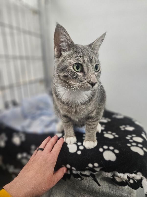 Bell, Adoptable, Young Female Domestic Short Hair.