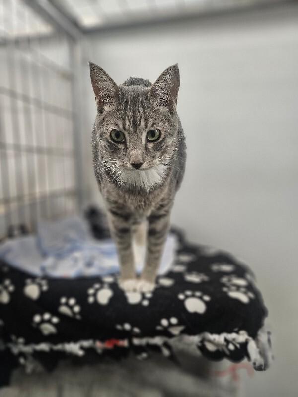 Bell, a Adoptable Domestic Short Hair in Yankton, SD image 2/5
