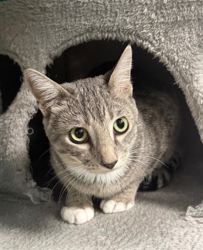 Bell, a Adoptable Domestic Short Hair in Yankton, SD image 3/5