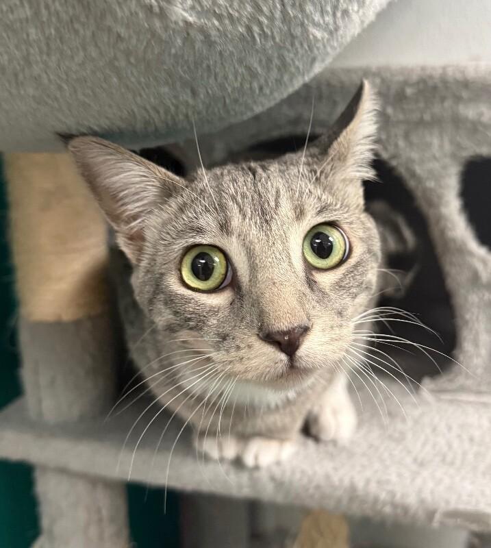 Bell, a Adoptable Domestic Short Hair in Yankton, SD image 4/5
