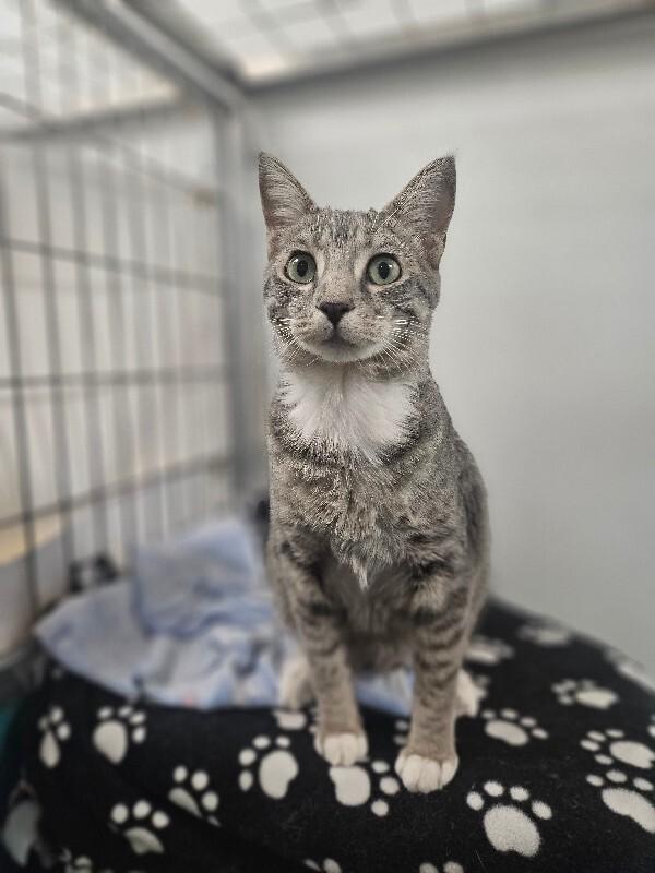Bell, a Adoptable Domestic Short Hair in Yankton, SD image 5/5