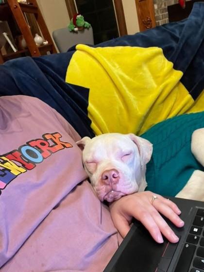 Chance, a Adoptable mixed breed in Detroit, MI image 1/6