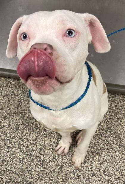 Chance, a Adoptable mixed breed in Detroit, MI image 2/6