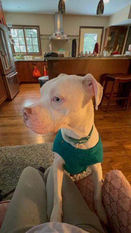 Chance, a Adoptable mixed breed in Detroit, MI image 3/6