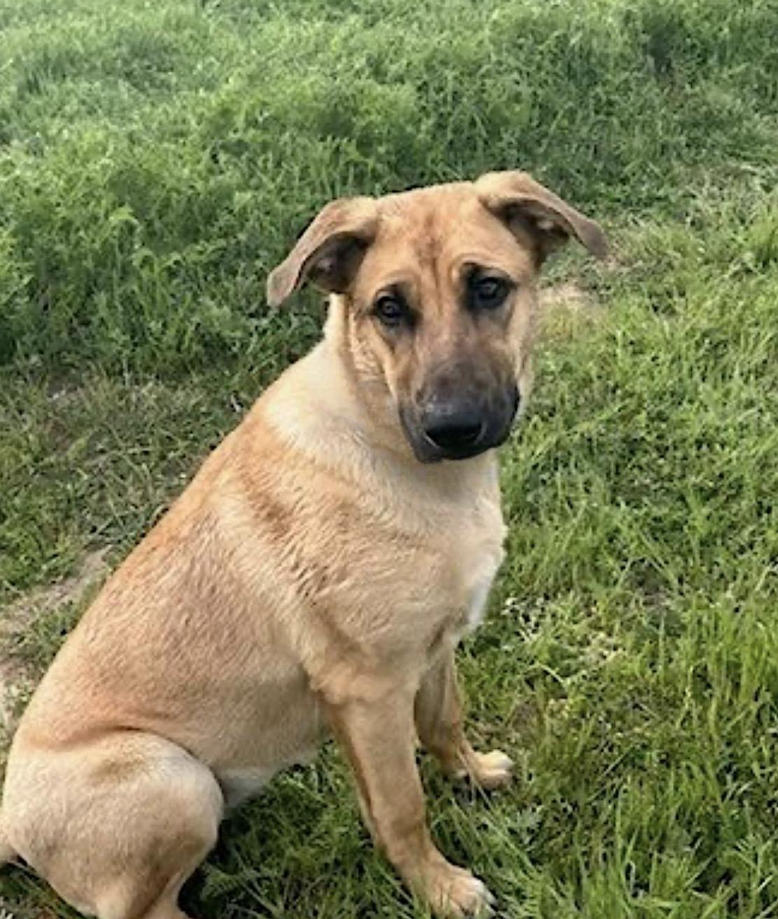 Gracie — thumbnail 2