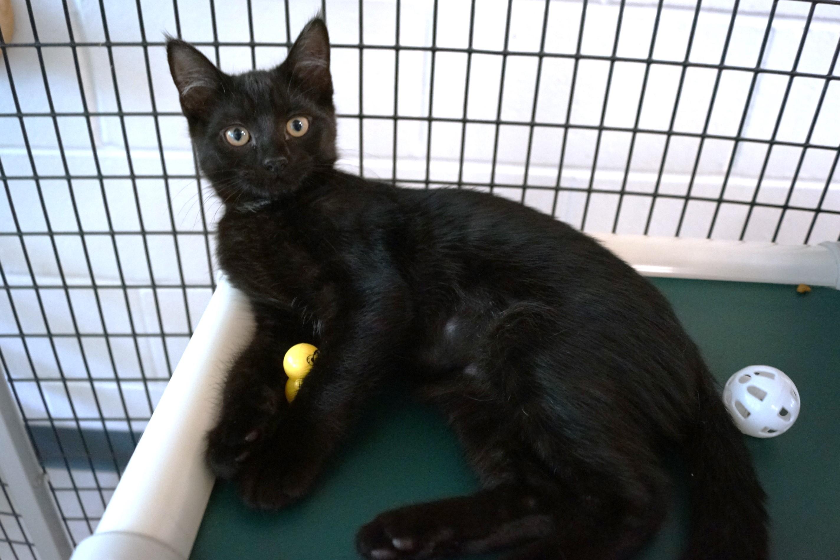 Kitten 25-5 E