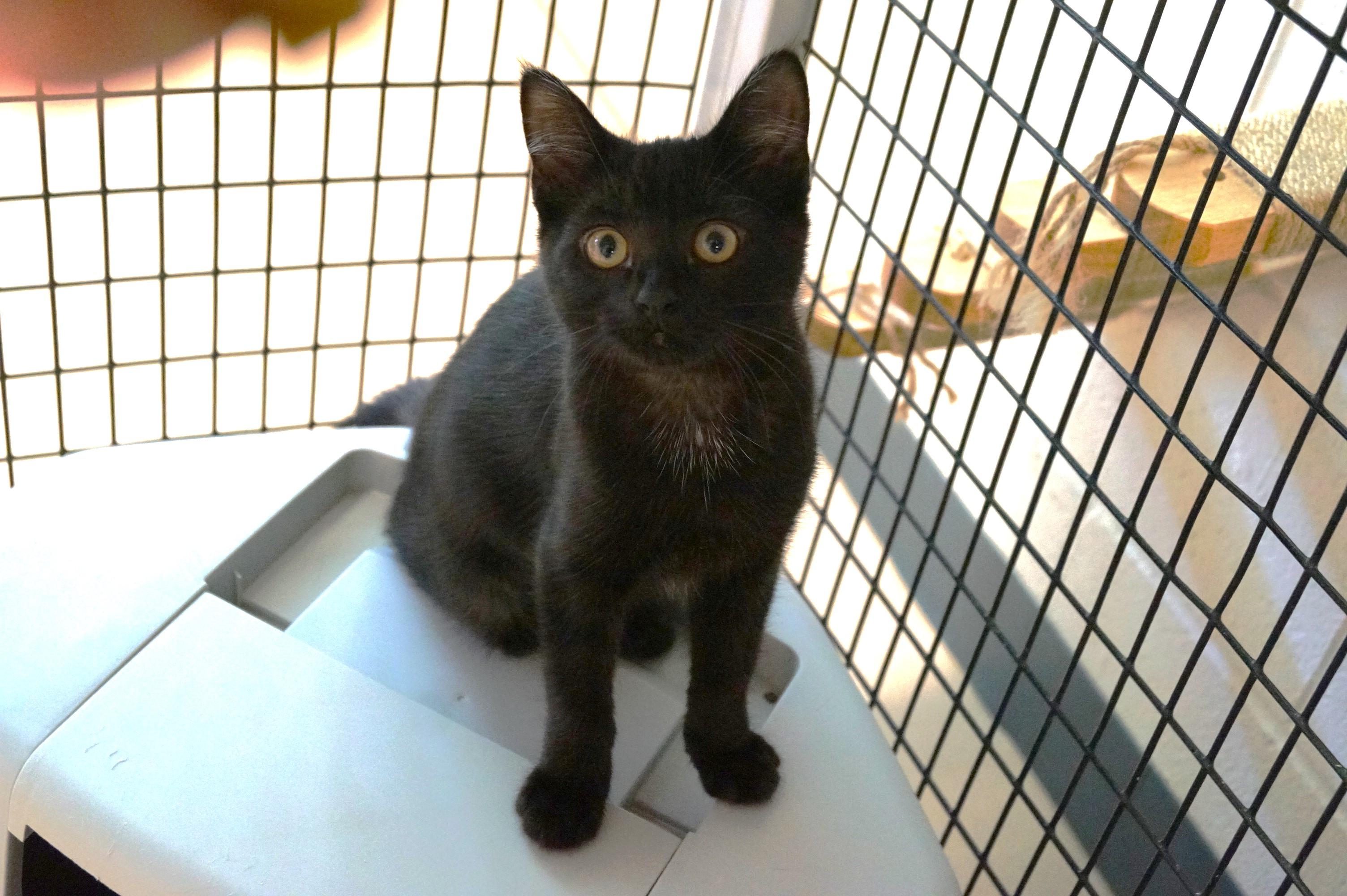 Kitten 25-5 E