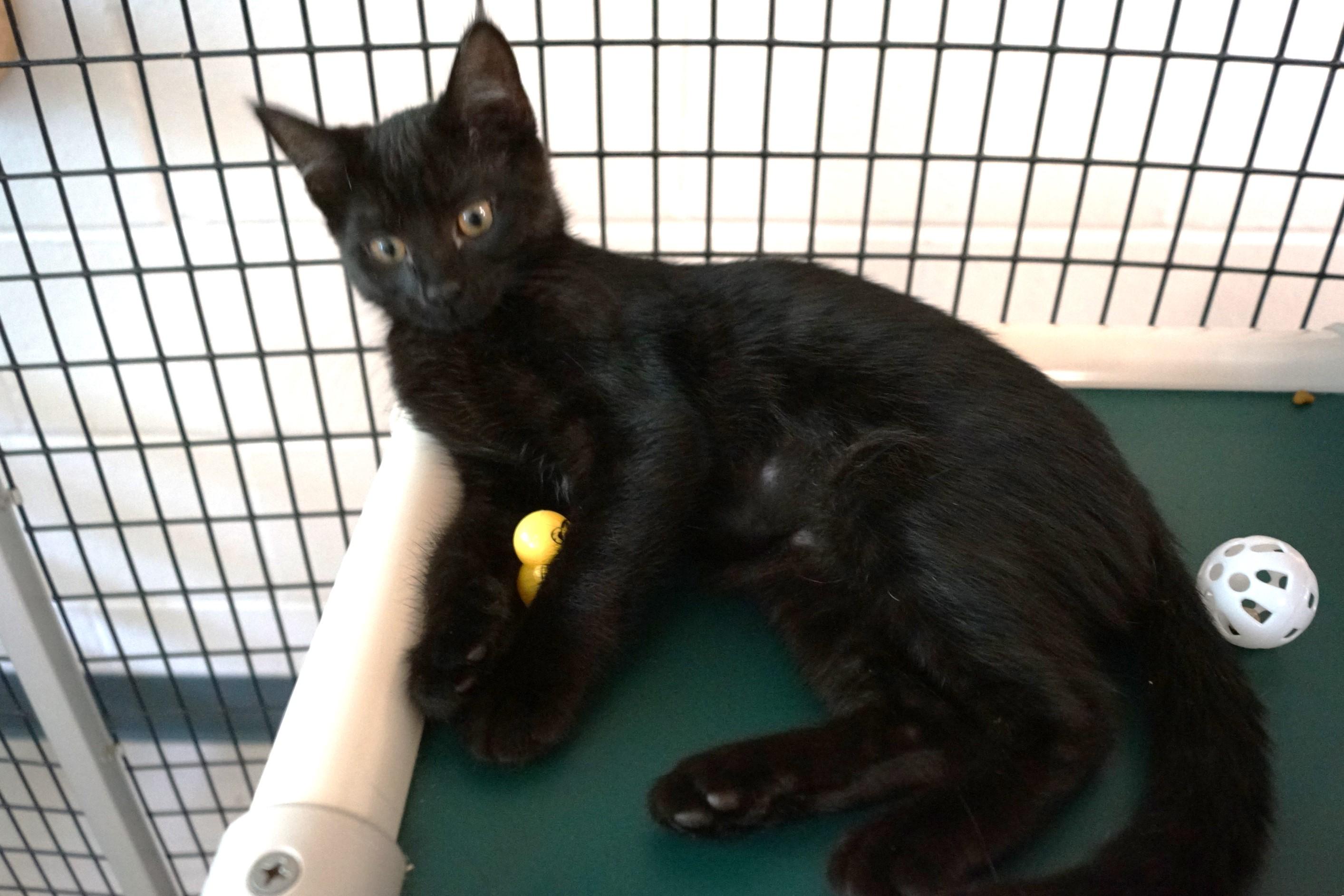 Kitten 25-5 E