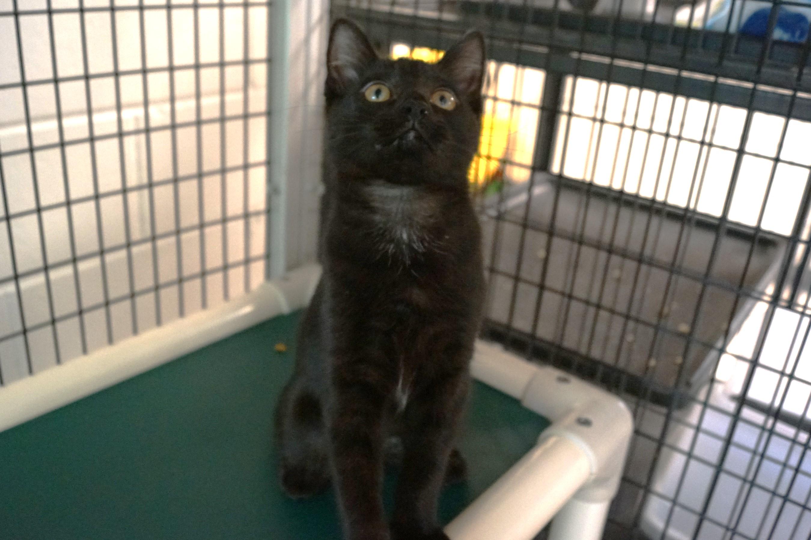 Kitten 25-5 E