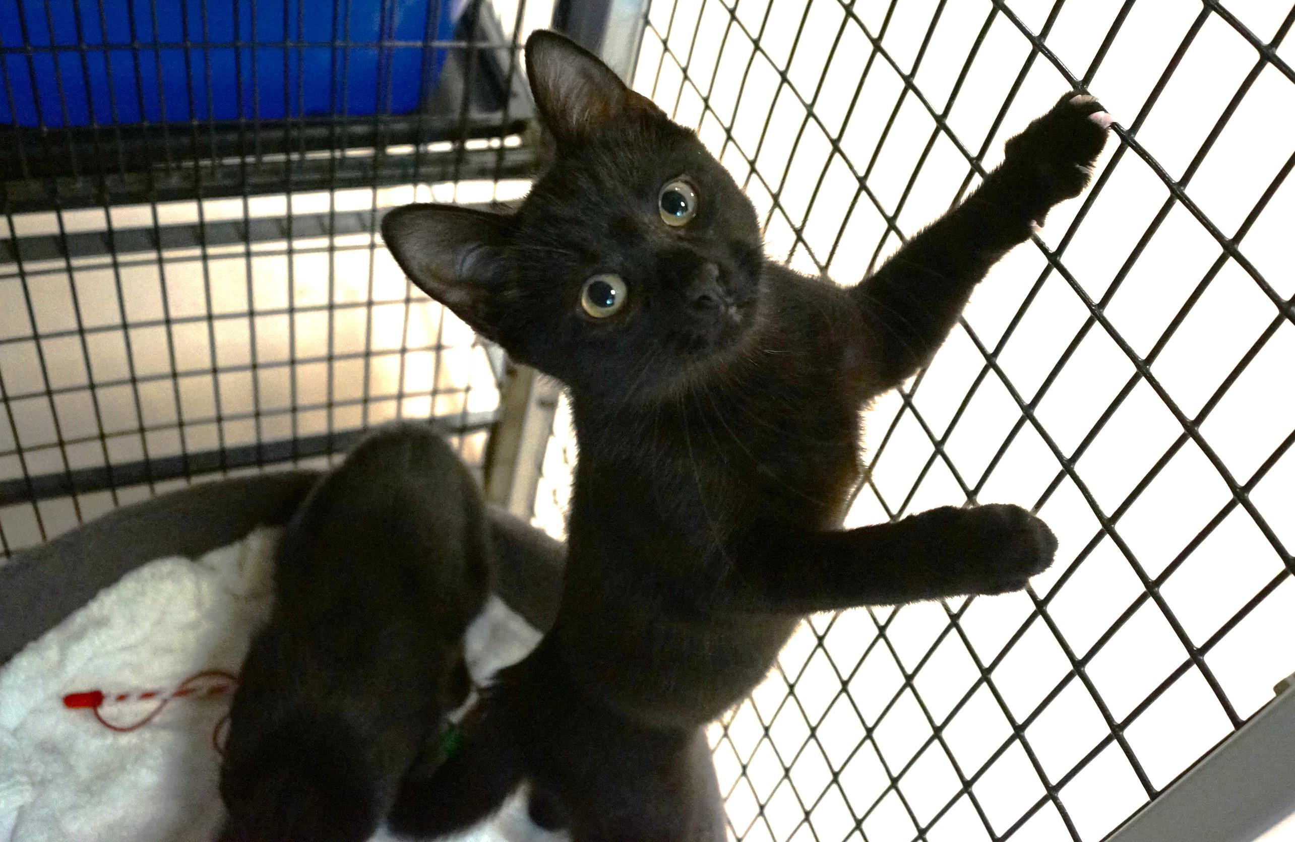 Kitten 25-5 E