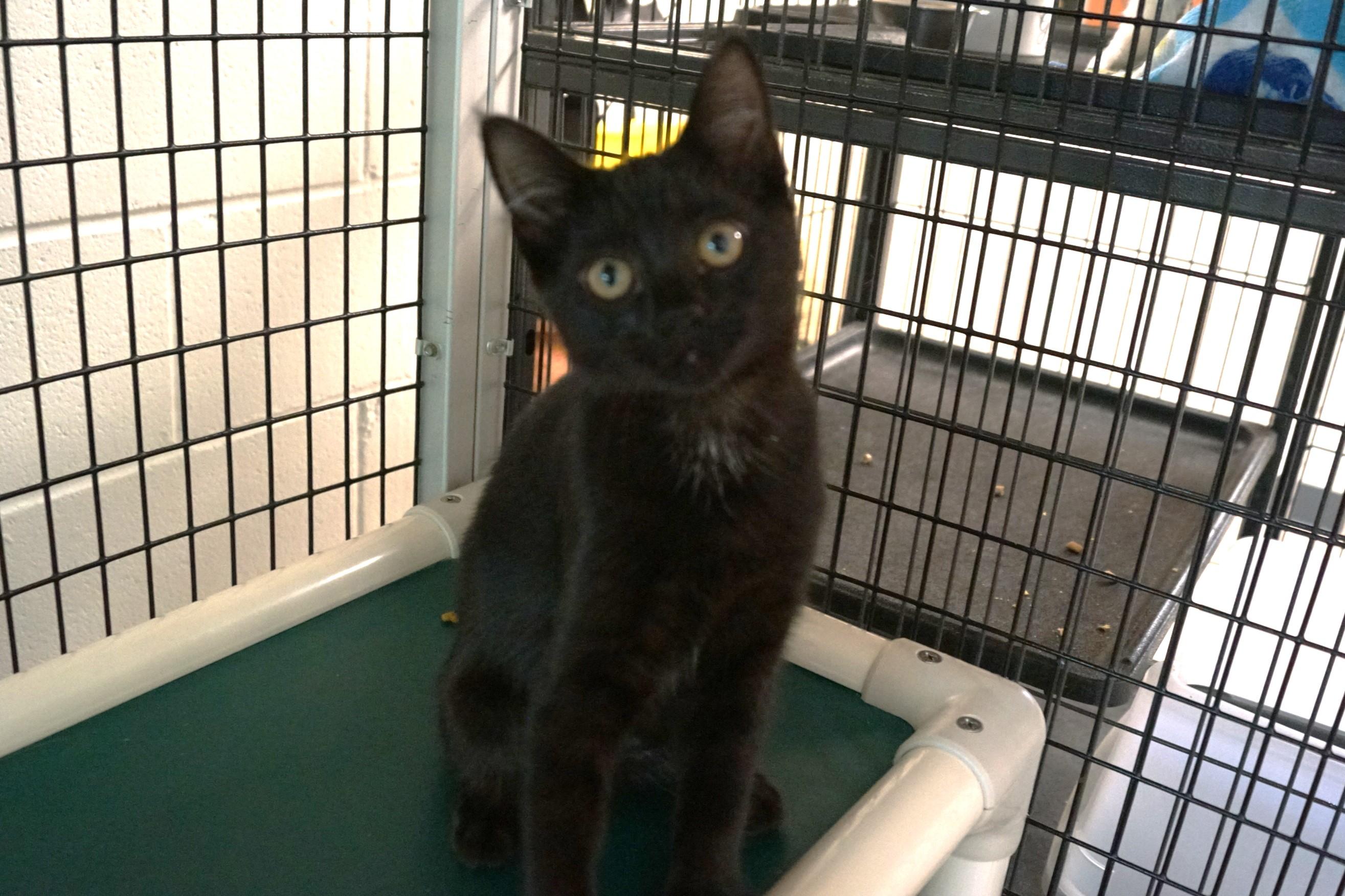 Kitten 25-5 E