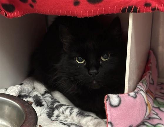 HARRIET, Adoptable, Adult Female Domestic Long Hair & Domestic Short Hair.