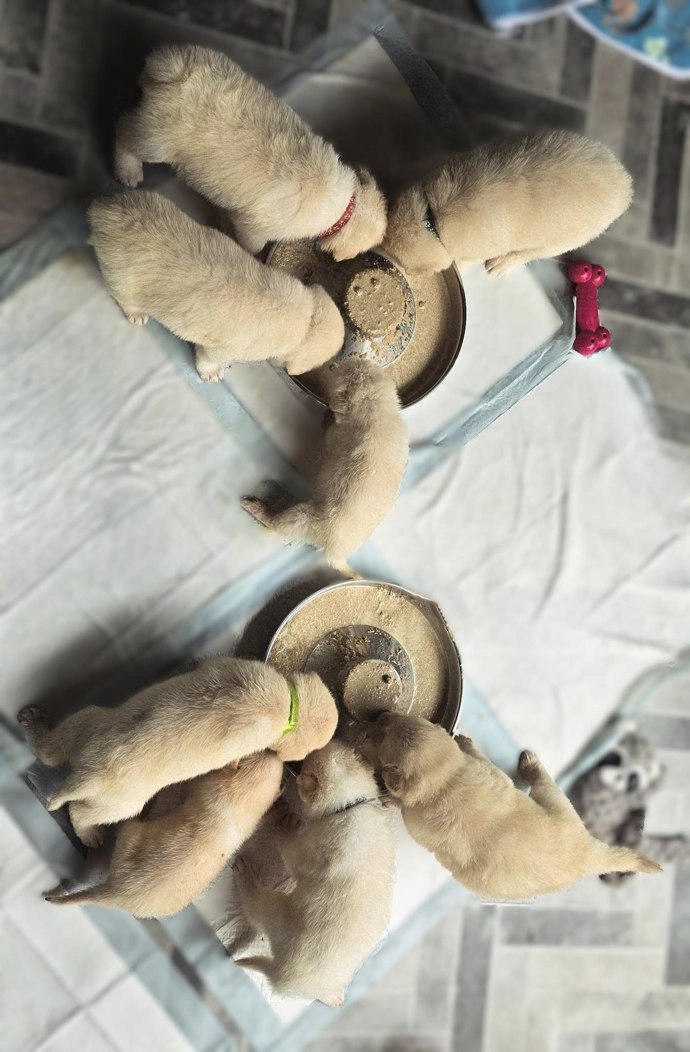 The Bear Litter